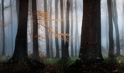 Autumn foggy forest. Balkan Mountains