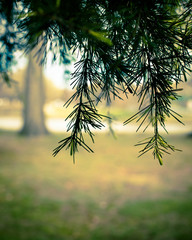 Needles on pine tree with landscape in background blurred.  Copy-space room