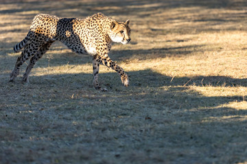 Cheetah running in South Africa, Acinonyx jubatus.