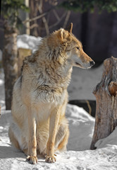 One-eared Grey Wolf (Canis lupus) (female) on snow. Moscow