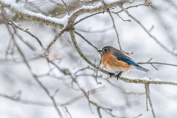 Brown female bluebird blue one bird sitting perching on tree during winter snow on bare branch in Virginia closeup