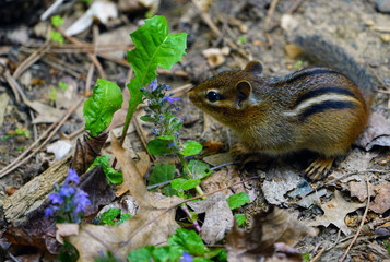 A tiny chipmunk with stripes on rocks and leaves
