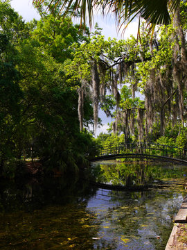 Spanish Moss on the trees in the City Park of New Orleans Louisiana USA