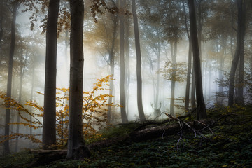 Deers in the forest