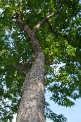 Tall tree with evergreen leaves Refreshing, Focus on the trunk