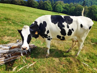 Black and white cow spotted on a meadow in the Haut-Rhin region