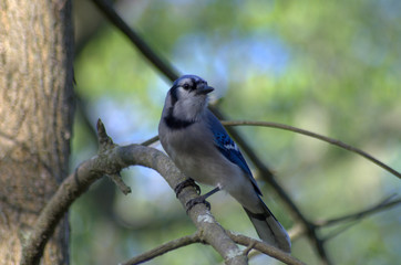 A blue jay (Cyanocitta cristata) perched on a tree branch