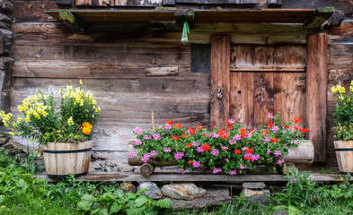 Fototapeta na wymiar Old wooden Swiss mountain hut decorated with pelargonium flowers