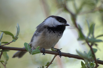 Black-capped Chickadee sitting on a twig