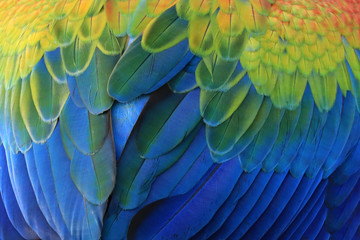 Colorful macaw feathers as background.