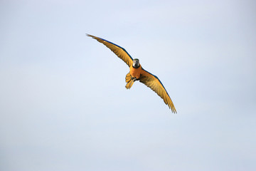 One macaw parrot flew in a beautiful posture.