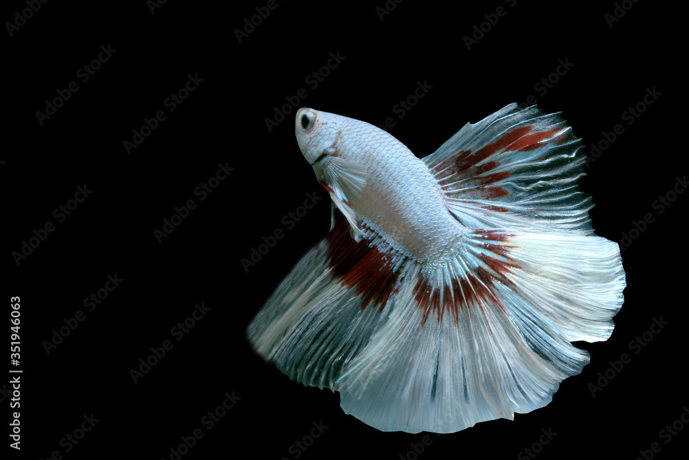 Wall mural white fighting fish isolated black background.