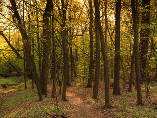 Obraz premium Bielański forest