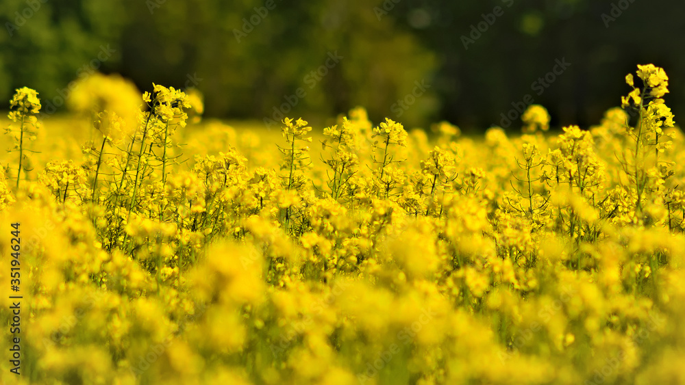 Wall mural rapeseed field