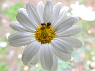 Camomille et coccinelle macro (2)