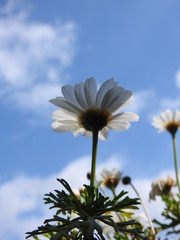 Camomille vue du dessous 