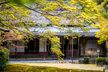 Red japanese maple green leaves on tree with bokeh background of temple shrine building in garden in Nara, Japan