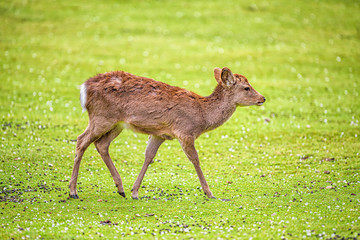Nara, Japan city park with one deer animal during spring grazing eating green grass isolated against green lawn with poop droppings and sakura petals