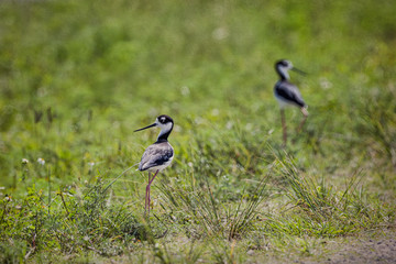 Two Black-necked Stilts in the reeds at the Stick Marsh in Fellsmere, Florida.