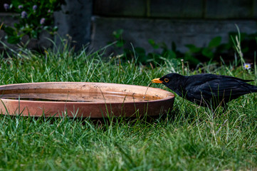 Male blackbird, turdus merula, drinking from a bird bath