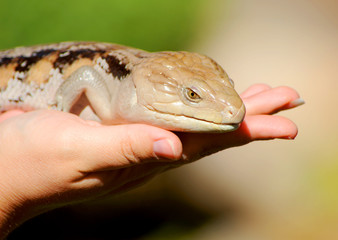Fototapeta premium Blue tongue skink sitting on a human's hand