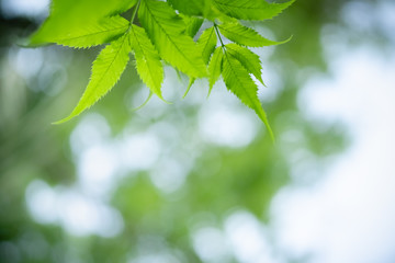 Amazing nature view of green leaf on blurred greenery background in garden and sunlight with copy space using as background natural green plants landscape, ecology, fresh wallpaper concept.