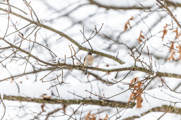 One single tufted titmouse titmice bird sitting perched on tree branch during heavy winter snow colorful in Virginia with snow flakes