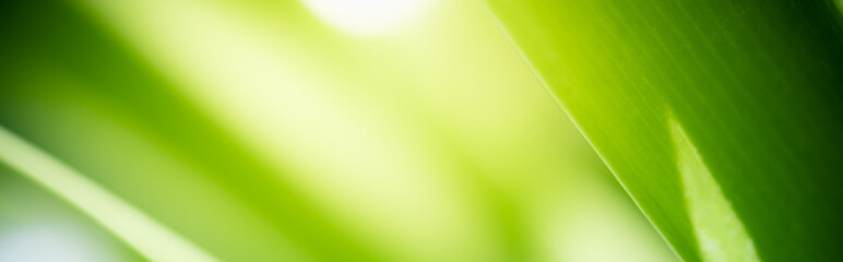 Amazing nature view of green leaf on blurred greenery background in garden and sunlight with copy space using as background natural green plants landscape, ecology, fresh wallpaper concept.