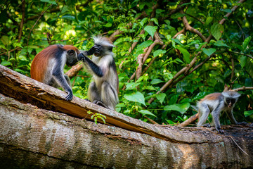 wild monkeys playing in the jungle © Tomasz