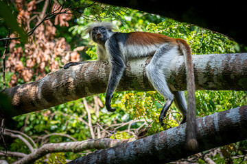 tropical monkey resting on a branch © Tomasz