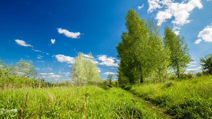 Obraz premium Rural summer landscape. Blue sky with clouds, forest, road through green meadow. Nature landscape wilderness. Countryside outdoors, relaxation weather, space scenic.