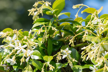 Jasmin &eacute;toil&eacute;