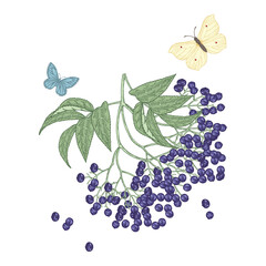 Elderberry branch isolated on white. Sambucus, elder berries hand drawn. Vector illustration vintage. Colorful engraving style.