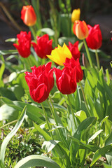 Red and yellow tulips in spring	