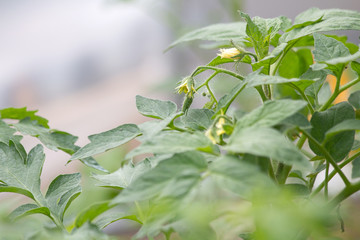 fleurs de tomates