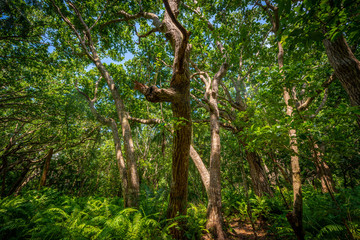 Fototapeta na wymiar tropical forest jungle