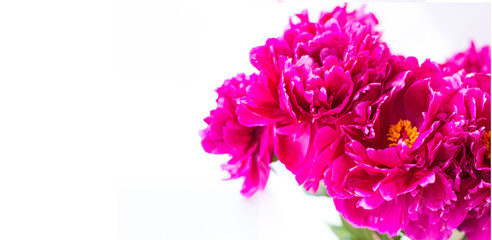 Banner. Red peony close-up. On light background. Soft image. Space for text. Horizontal photo. Summer. Side view