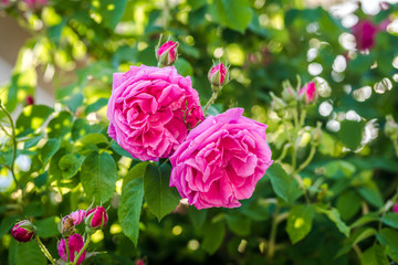 Beautiful pink roses. Damascena rose - Bulgarian rose used for perfumery. Rosa damascena close up photo.