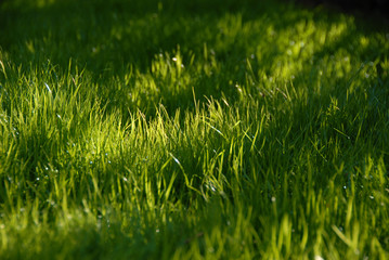 Wiese im Halbschatten