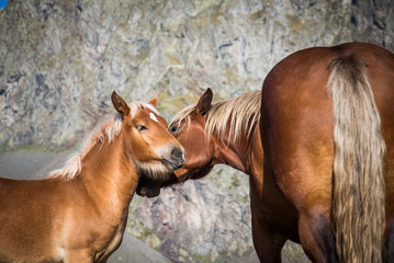Fototapeta premium Wild horse caring for her puppy in the middle of the mountain in summer