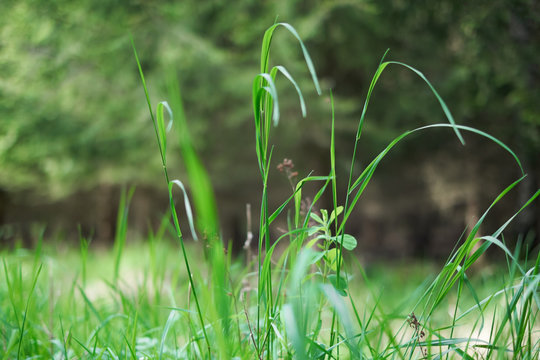 Beautiful green grass in the middle of the forest. Tiny leaves in afternoon sunshine with tree bokeh backround. Close-up photo for wallpaper or background. Shallow depth of field, modern artistic look