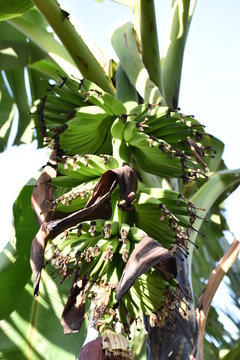 Uganda Matooke 