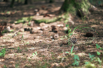 Brown pine forest bottom with fir cones, pine-needles and little green sprouts on the ground. Spring awakening under the trees in Bavaria, Germany. Daylight sunshine and shallow depth of field.