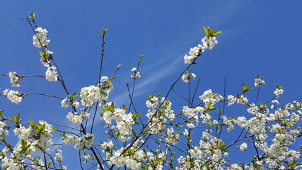 Cherry blossoms. Blue sky background