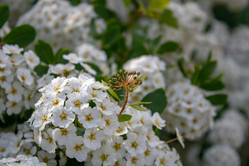 Ornamental shrub with snow-white spherical inflorescences.