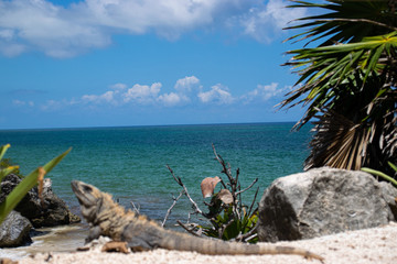 Photo of a reptile next to the beach in Mexico