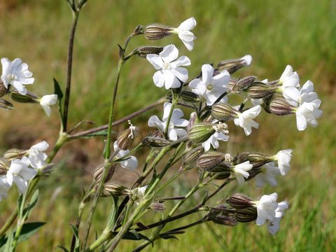 Silene latifolia, the white campion, a dioecious flowering plant in the family Caryophyllaceae, native to most of Europe, Western Asia and Northern Africa