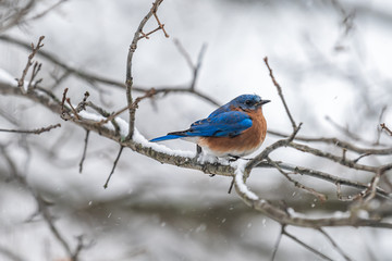 One single bluebird male blue and orange bird sitting perching closeup on tree during winter snow in Virginia bare branch