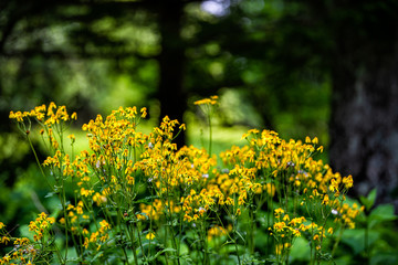 Closeup of many golden aster wildflowers flowers in Story of the Forest nature trail in Shenandoah Blue Ridge appalachian mountains with bokeh blurry background