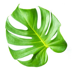 Monstera leaf isolated on white background with clipping path. Summer background concept.